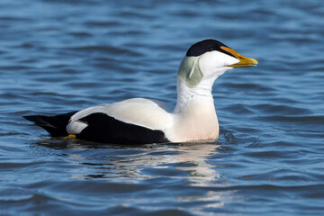 Male Eider Duck swimming