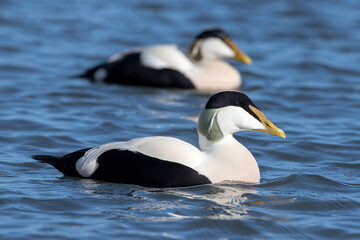 2 Male Eider Duck swimming