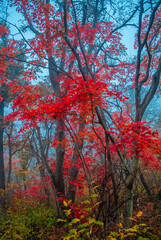 Autumn leaf. Autumn background. October.
