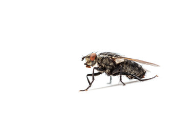 Fly isolated on a white