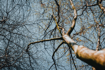 Arbre vu d'en bas en automne