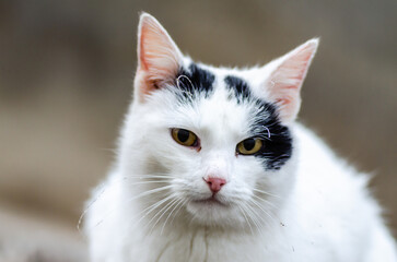 A black and white cat in its natural environment