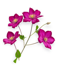 Obraz na płótnie Canvas Hot pink or purple clematis flower vine isolated on white background.