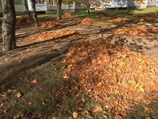 Yellow leaves in autumn park