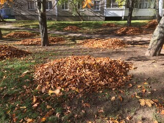 Yellow leaves in autumn park