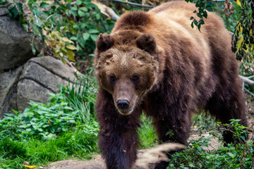 Naklejka na ściany i meble Kamchatka brown bear in the forest, Ursus arctos beringianus