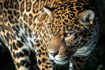 Naklejka na ściany i meble Close-up of a jaguar. Panthera Onca.