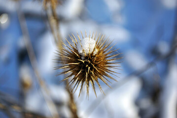 Dry flower seed of thistle with first snow on it,  blurry background - 539686059