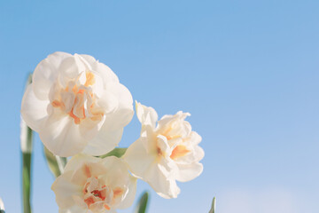 Fototapeta na wymiar beautiful daffodils on background blue sky