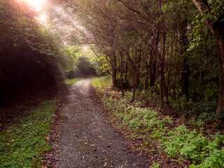 Obraz premium Walking path in autumn park covered with fallen leaf. Selective focus. Fall color of nature background. Nobody.