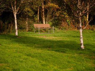 Brown bench with metal frame in a park framed by two birch trees. Sitting are for relaxation in nature setting.