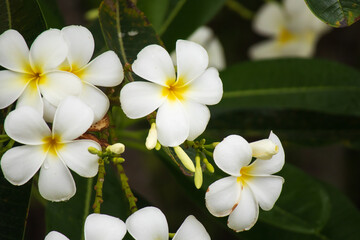 White Frangipani flower Plumeria alba with green leaves