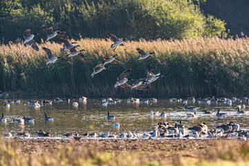 Canada Goose, Branta canadensis in flight in an environment, Devon, England