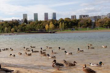 wild ducks in the lake in the city park. high-rise buildings in the background.