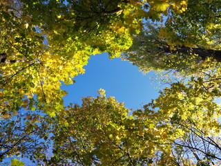 Autumn colorful foliage in the forest