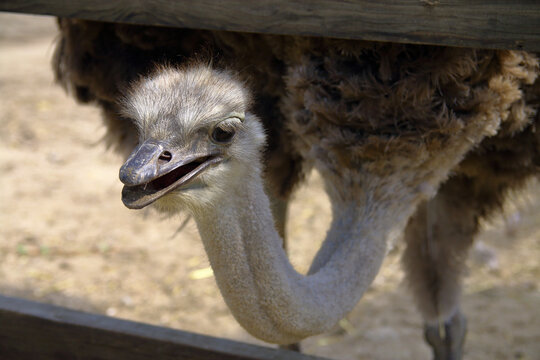 Ostrich muzzle close-up.