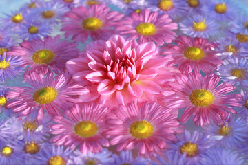 Autumn Flowers. Top view. Autumn pink purple yellow violet Chrysanthemum Flowers. Dahlia. Postcard. Floral banner. Texture and background. Abstract background. Close up beautiful Chrysanthemums