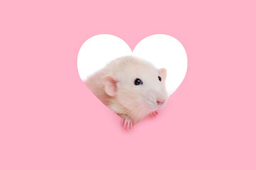 Pretty white rat looking throught the heart frame