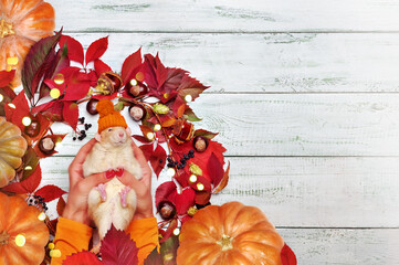 Naklejka premium Rat in orange hat against autumn decoration with pumpkins