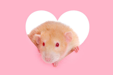 Red eyed rat in the heart frame at the pink wall