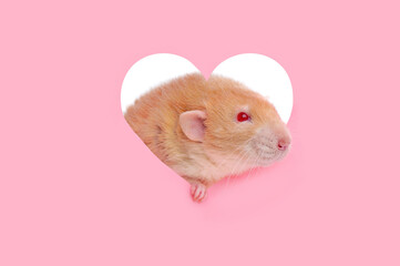Red pretty rat sitting in the hole of  heart shape