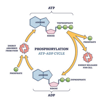 Phosphorylation ATP, ADP cycle with detailed process stages outline diagram  Stock-vektor | Adobe Stock
