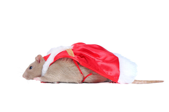 Rat wearing red cape laying against white background side view picture