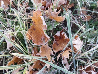 Morning hoarfrost enveloped autumn plants in the garden