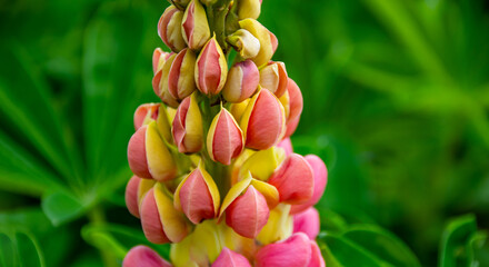 Beautiful flowers in the garden with green background