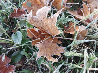 Morning hoarfrost enveloped autumn plants in the garden