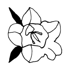 Simple bellflower vector botanical drawing. Isolated flower and leaves. Monochrome bluebell design element. Black wildflower on white background.