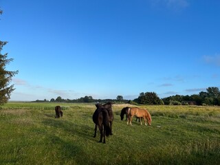 Beautiful domestic horses in the green field