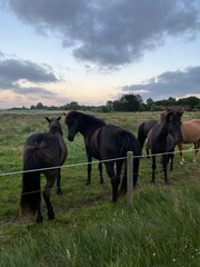 Beautiful domestic horses in the green field