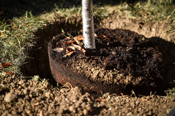 Tree planting action showing a sapling who just got planted