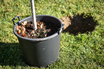 Tree planting action showing a sapling who just got planted