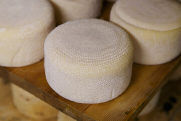 Wheels of cheese from goat milk on the shelf.