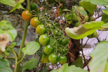 Green tomatoes is growing in rustic garden. Organic green tomatoes in farming and harvesting. Growing vegetables at home.