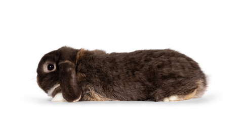 Handsome dark brown lop eared rabbit, bunny laying down flat side ways. Looking to the side showing...