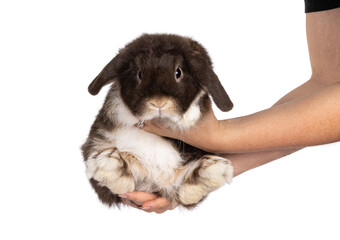 Handsome dark brown lop eared rabbit, bunny held up un human hands showing paws and belly. Looking...