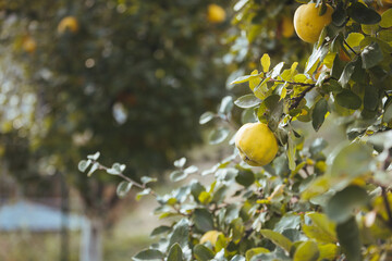 Sunny yellow quince pear fruits grow on quince tree with green foliage in autumn garden. Many ripe pear quinces, close up. Crop of quince in summer garden outside. Eco, farm products.
