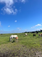 Beautiful domestic horses in the green field