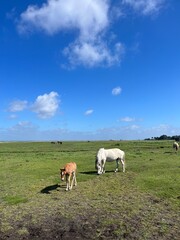 Beautiful domestic horses in the green field