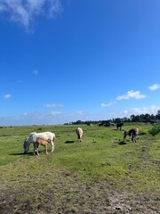Beautiful domestic horses in the green field