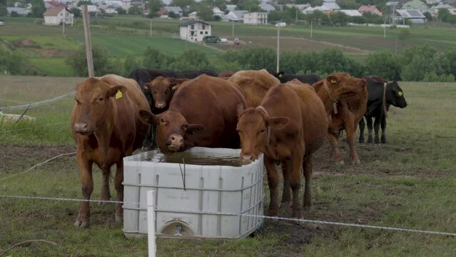 Closeup view of brown cows drinking water in the forest