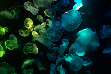 Common jellyfish in aquarium lit by blue light, Colorful Jellyfish underwater. Jellyfish moving in water. - Powered by Adobe