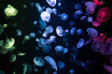 Common jellyfish in aquarium lit by blue light, Colorful Jellyfish underwater. Jellyfish moving in water.