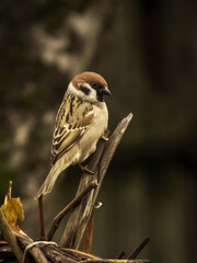 Close-up photo of a sparrow on a branch