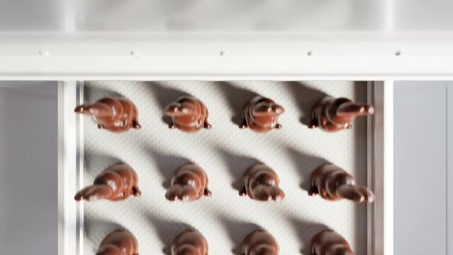 Conveyor belt with chocolate easter bunnies. Production line of sweet dessert.