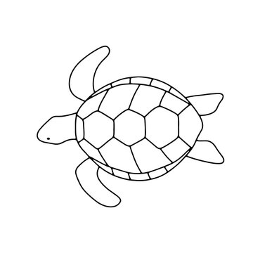 Vector swimming turtle isolated on white background. Hand drawn outline doodle illustration ocean or underwater animal