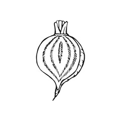 Beet outline. Hand drawn vector illustration. Farm market product, isolated vegetable.